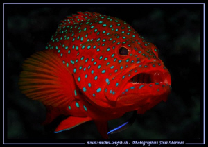 A Red Sea Grouper waiting for it's Day Care... :O)... by Michel Lonfat 